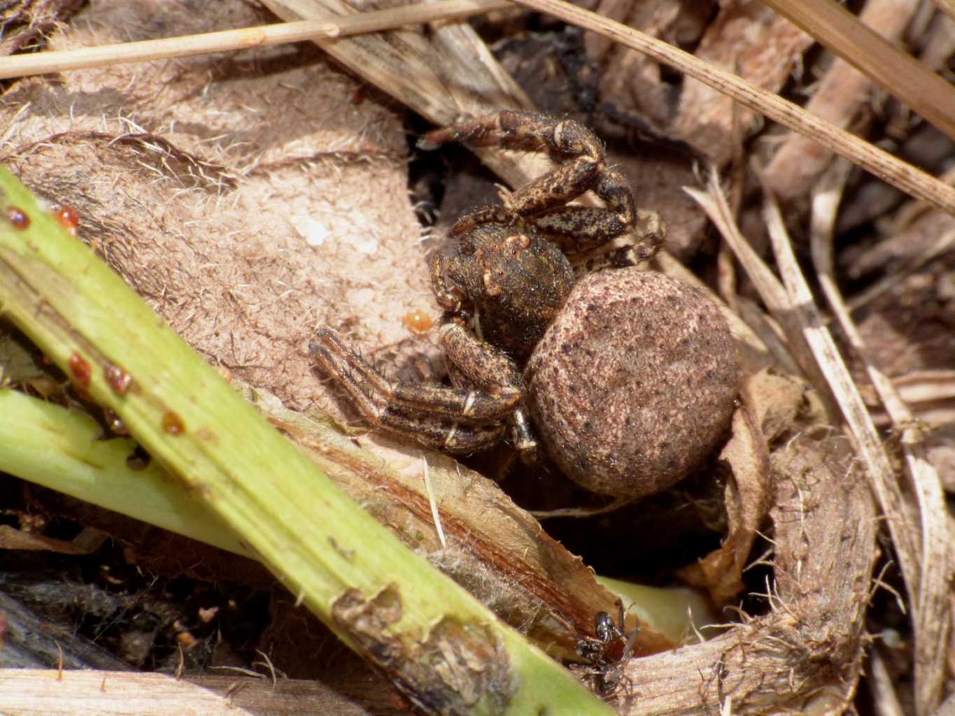 Xysticus sp.